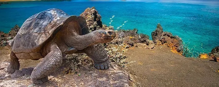 Galapagos tortoise standing on rock