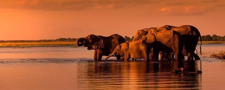 Elephants at sunset by the Chobe River in Botswana