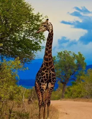 Giraffe eating from tree in Kruger