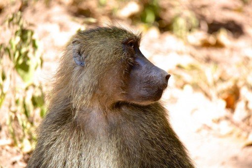 Baboon in Lake Manyara National Park