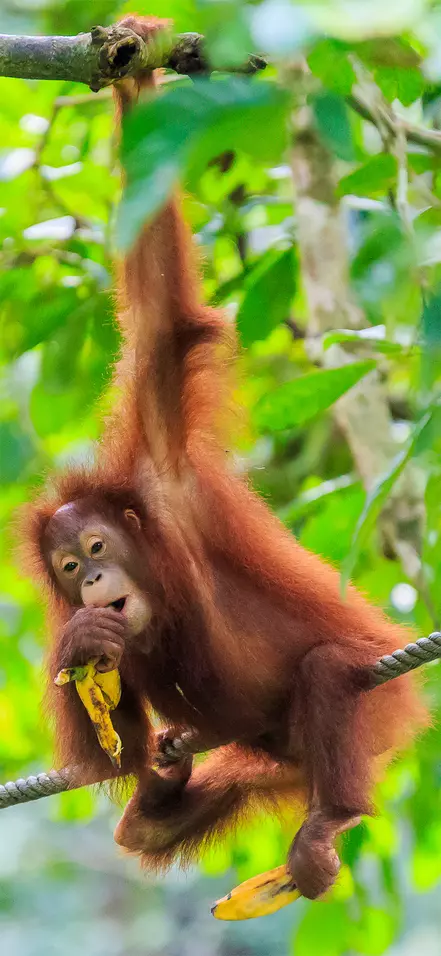 Orangutan hanging from a tree in a forest on Sumatra, Indonesia