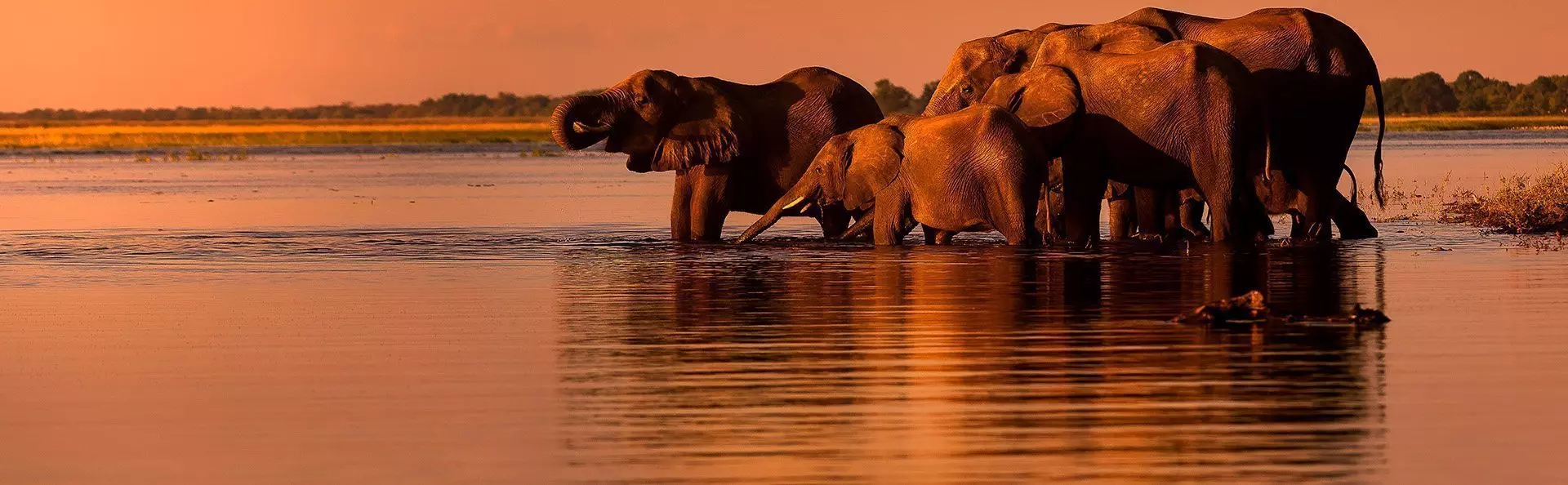 Elephants at sunset by the Chobe River in Botswana