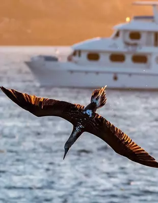 A bird dives towards the sea in front of a boat in the Galapagos Islands