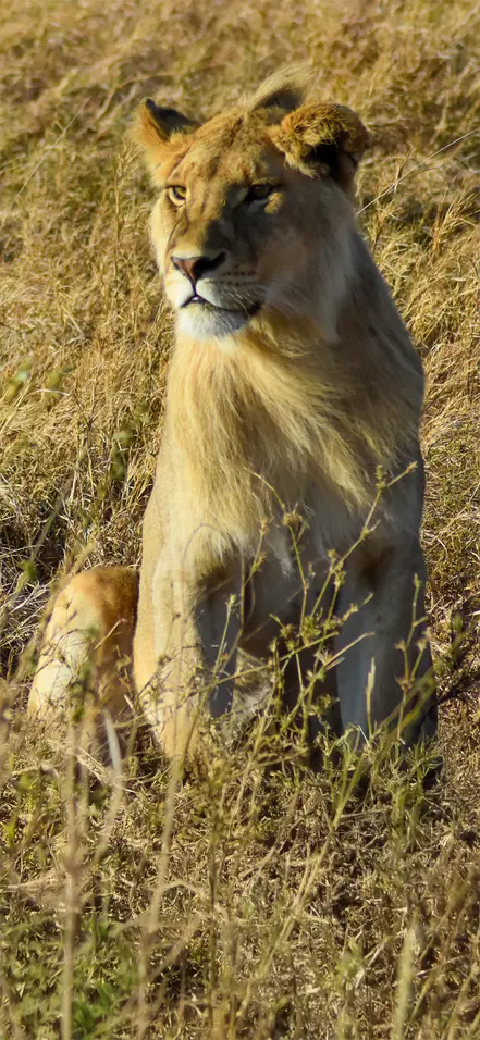 Beautiful lioness sitting on the savannah in Tanzania