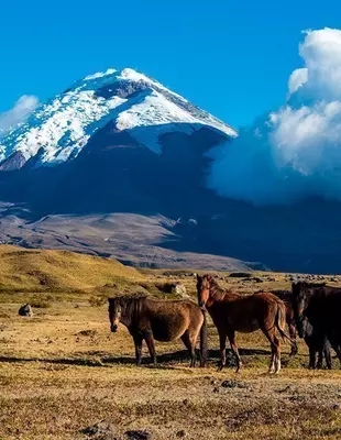 Wild horses with the Cotopaxi volcano in the background