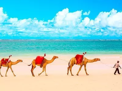 A group of dromedaries walking on the beach in Mombasa