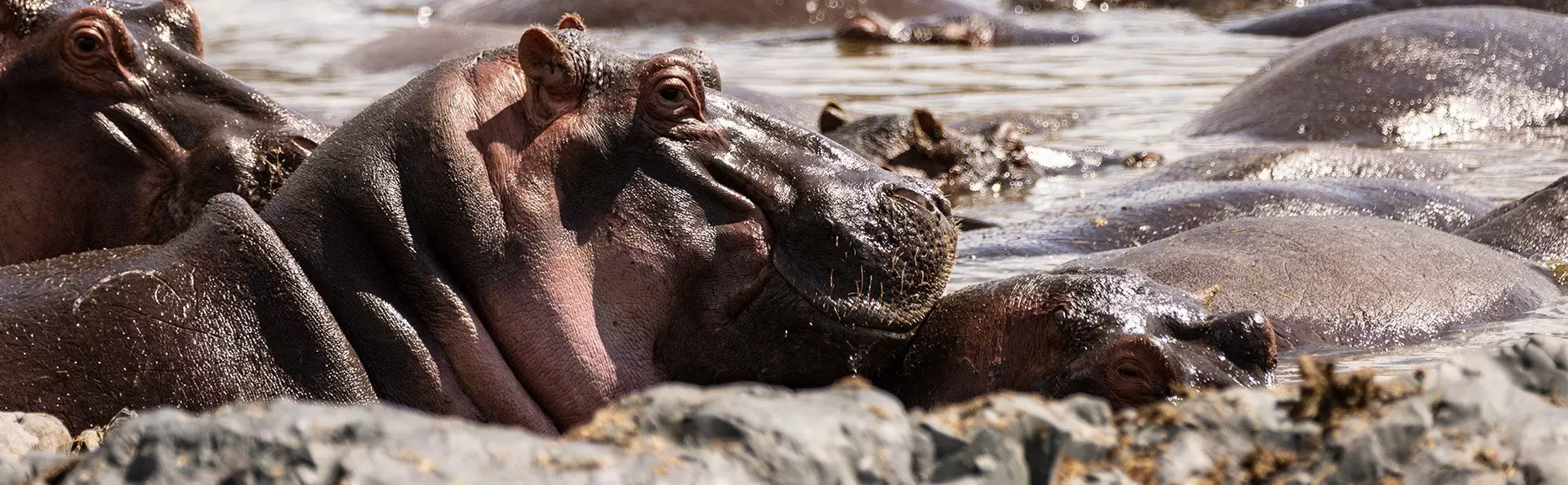 Hippo in a hippo pool