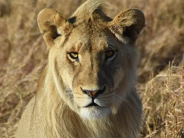 Lion in Serengeti looks directly into the camera